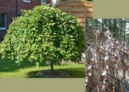 Salix Caprea Pendula / Barkafűz Csüngő Barka